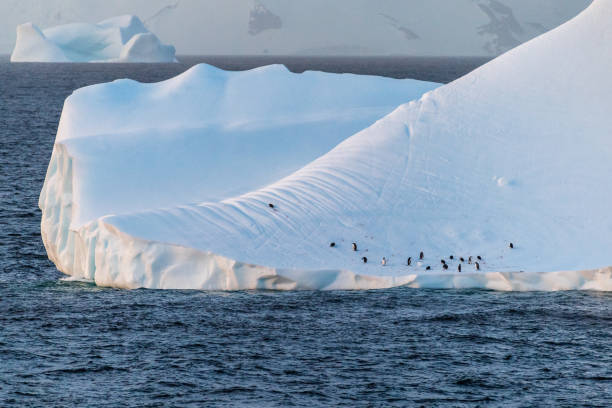 istock Gentoo Penguins in Antarctica 2152838826