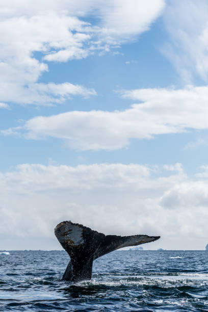 istock Tail of a humpback whale in the Antarctic 2152838952