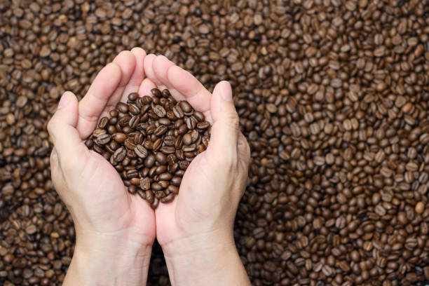 istock Two woman hands holding coffee beans over a coffee beans background. 2152839033