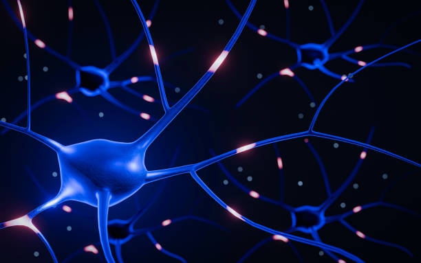 istock Nerves in the body model have electrical currents, indicating the functioning of the nervous system. Communication in the nervous system. 3D Rendering 2152841132