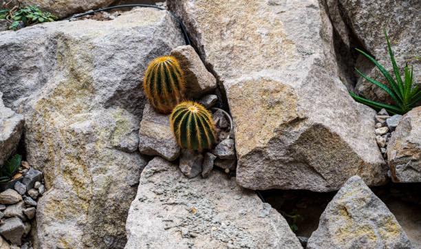 Two Parodia magnifica cacti grow between the rocks.