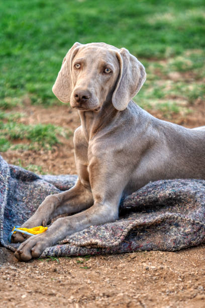 Beautiful competition Weimaraner dog sitting in backyard.