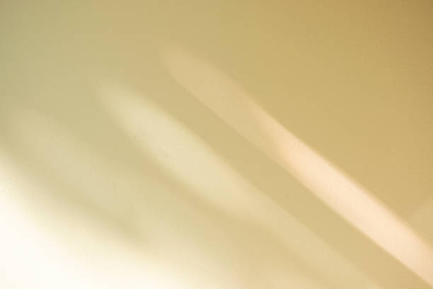 istock Wall interior background, studio and backdrops show leaf products.with shadow from window color beige and white. background for text insertion and presentation product 2152841759