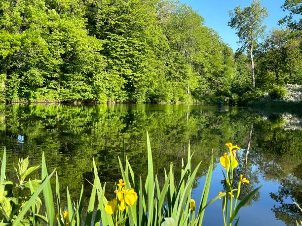 istock lake in the park 2152841998