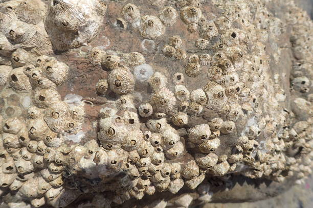istock Cirripedia water animal from the Red Sea 2152842020
