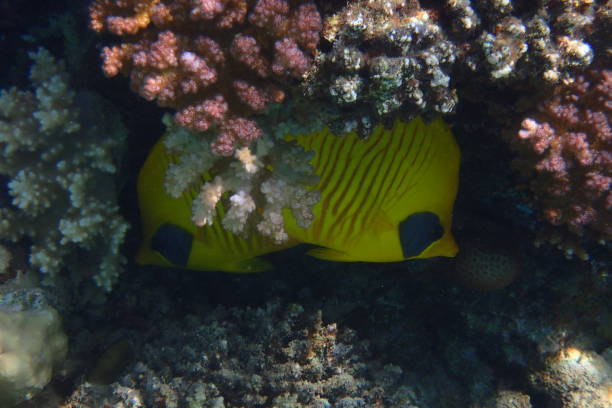 Red sea coral reef in Makadi Bay, Egypt,