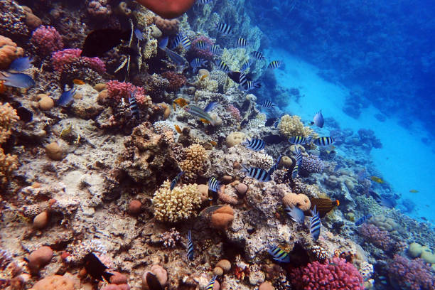 istock coral reef in Egypt, Makadi Bay 2152842041