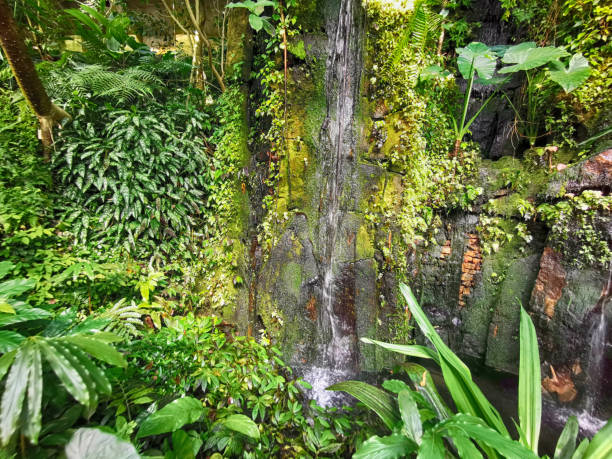 istock tropical green jungle 2152842118