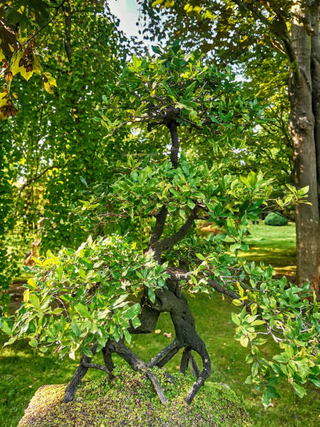 istock nice spring garden in czech republic 2152842129