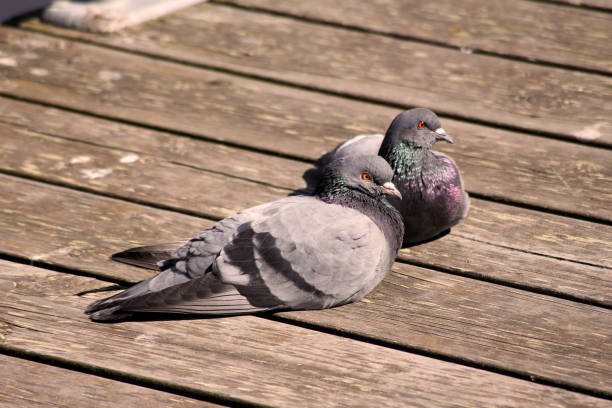 istock Two pigeons enjoying the sun together 2152844976