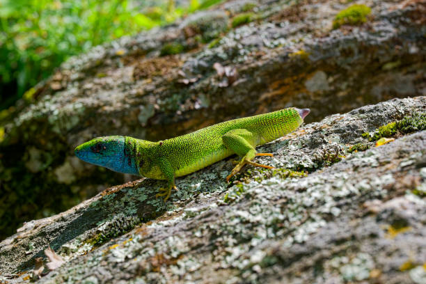 istock The Tailless Survivor: A Lizard's Tale 2152845084