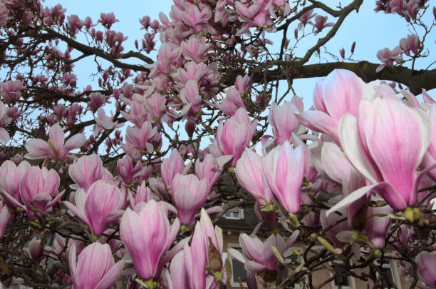istock Pink magnolia flowers in close-up. 2152845572