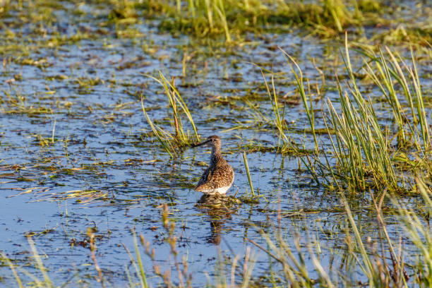 istock Wood Sandpiper standing at a lake in springtime and looking 2152845585