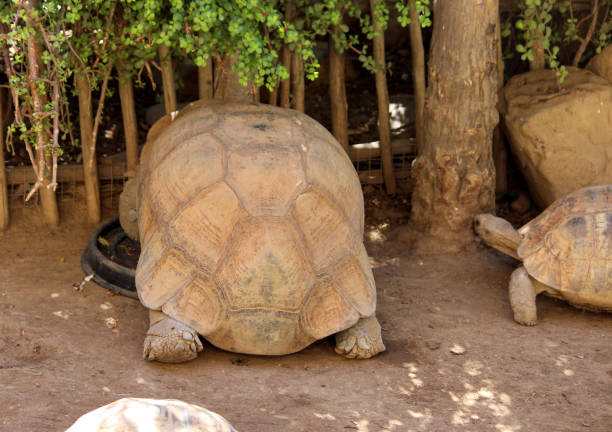 Two turtles are laying on a rock. One of them is facing the camera. The other turtle is laying on the ground