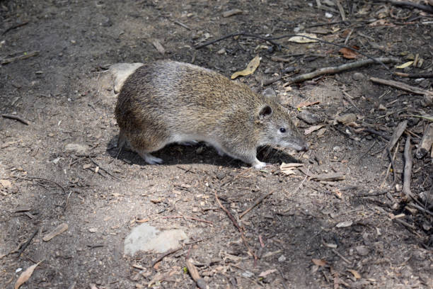 istock the bandicoot is a small marsupial 2152848850