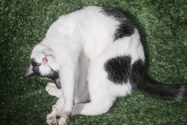istock A black and white cat curled up on grass 2152849975