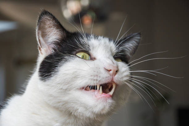 istock A black and white cat grimacing, distorted facial expression 2152850015