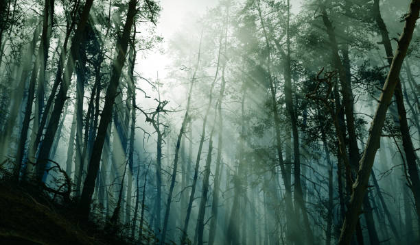 Beautiful forest with fog, 3D illustration