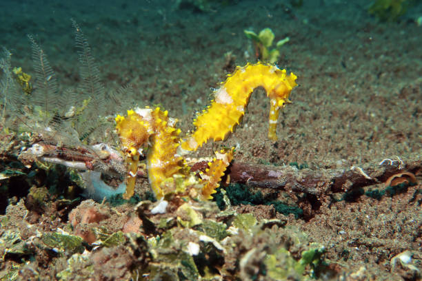 underwater  photo