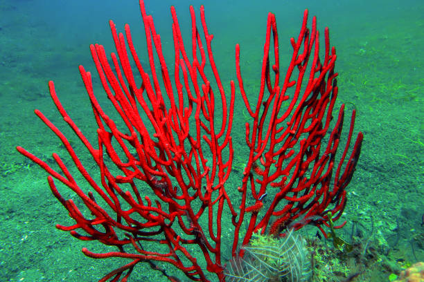 Marine life and the stunning coral colors on the volcanic rock formation at the archipelago of Fernando de Noronha, Pernambuco state - Brazil