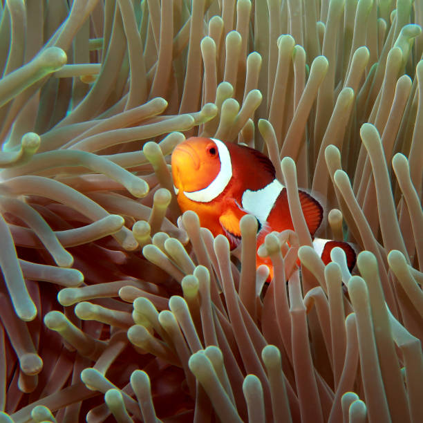 istock clown fish in anemones, 2152851298