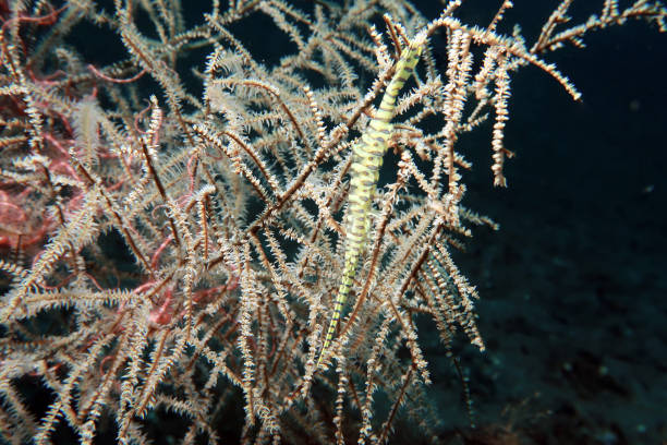 istock Coral Shrimp, Tozeuma armatum 2152851382