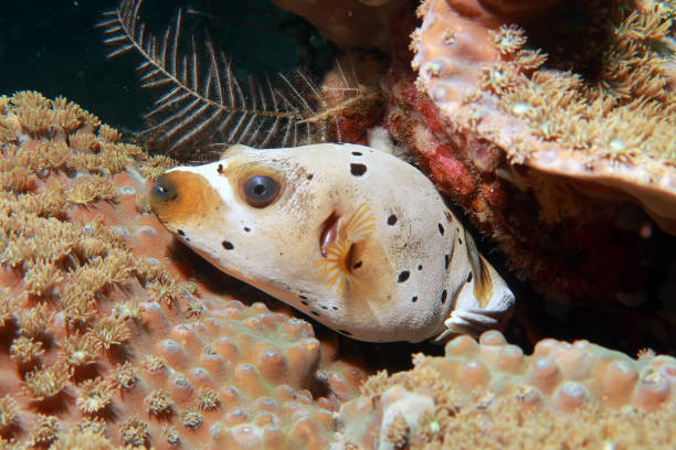 istock blackspotted puffer or dog-faced puffer (arothron nigropunctatus) 2152851522
