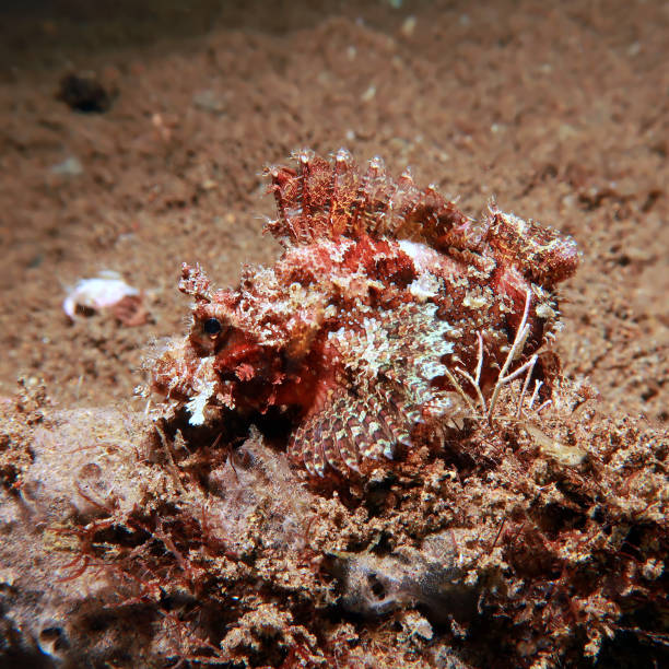 istock Scorpaenopsis papuensis 2152851537