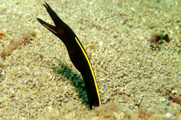 Black-finned Snake Eeel Ophichthys altipinnis (ex. Ophichthys melanochir) occurs widespread in the tropical Indo-Pacific from Madagascar and the Maldives to Indonesia (holotype of Ophichthys melanochir), the Philippines, and the northeastern and southwestern Australia in a depth range from 2 to 20m, max. length 120cm. The solitary and burrowing species occurs over soft bottoms of inshore waters, feeding on cephalopodes, crustaceans and small fishes. The species is often encountered with only its head protruding from the sand. Its rare to see it like this specimen who was encountered in the Lembeh Strait, Indonesia.1°28'47.196 N 125°14'12.42 E at 12m depth