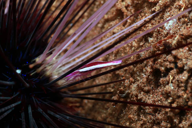 istock Purple Urchin Shrimp inside a sea urchin 2152851937