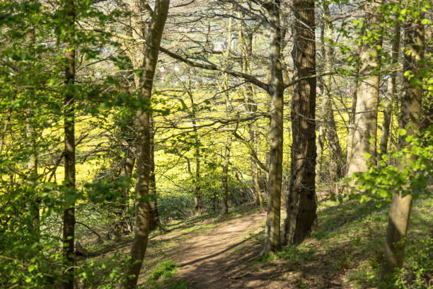istock Forest footpath near Guildford Surrey England 2152852310