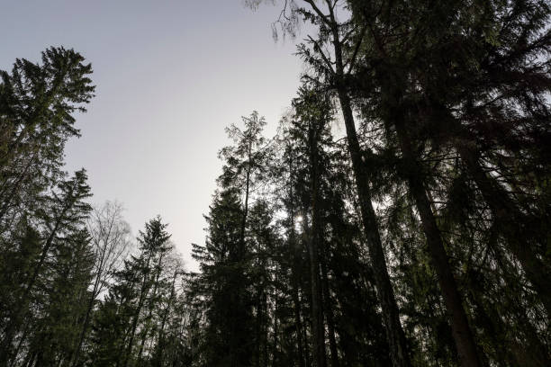 tall old pines with long green needles, tops of pines in the forest
