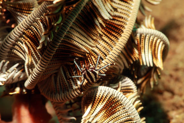 Black Feather Star Colobometra perspinosa occurs in the tropical Indo-West Pacific in a depth range from 0-122m, max. diameter 46cm. Colobometra perspinosa has only ten arms. Although many crinoid species have 10 arms as juveniles and add more with growth, this species does not.\nColobometra perspinosa is often clinged to gorgonians, like this specimen, exposed the open arms to the marine flow to optimise the nutriment capture. \nThe coloration is usually black but it can also be black and white, and even brown-gold for rare specimen.\nTriton Bay, Kaimana Regency, West Papua Province, Indonesia \n3°58'43.566 S 134°10'2.268 E at 12m depth