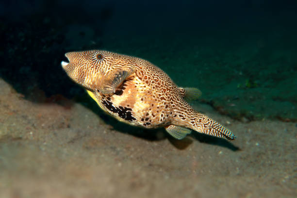 istock puffer fish or balloonfish in the sea 2152852896