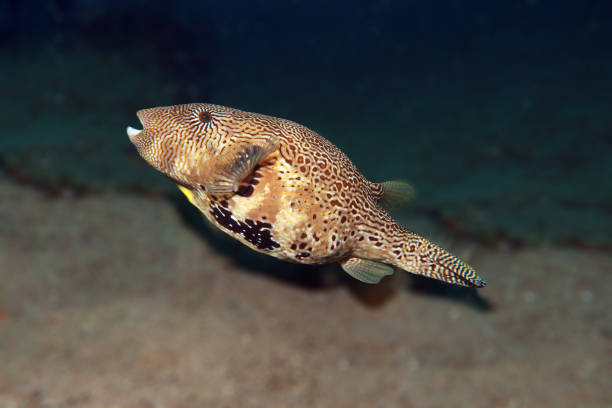 istock puffer fish or balloonfish in the sea 2152852898