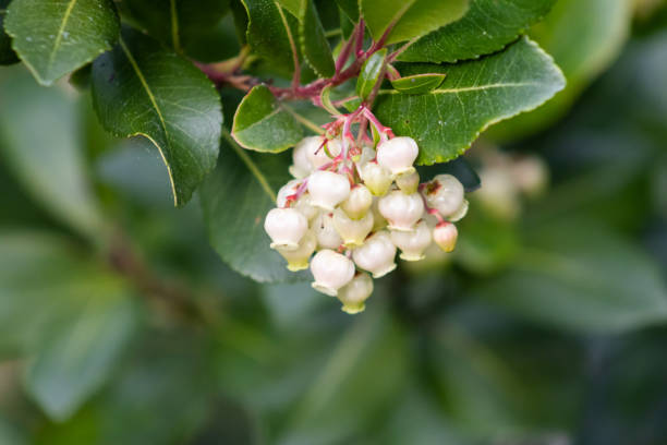 istock Arbutus unedo, commonly known as the strawberry tree.. 2152853217