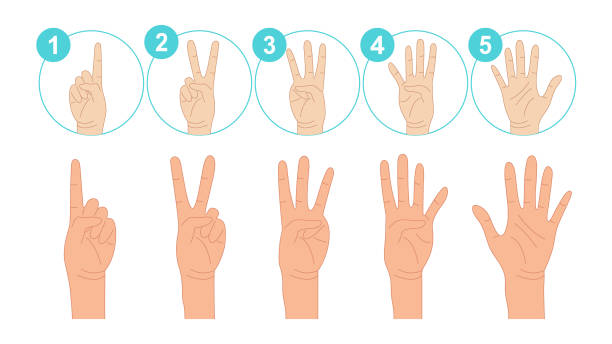 istock Human Hands Expressing Numbers 1, 2, 3, 4, and 5. Fingers Expressing Count from One to Five. Counting Hand: One, two, three, four, five. Set of Counting Hand Gestures. Vector. 2152853417