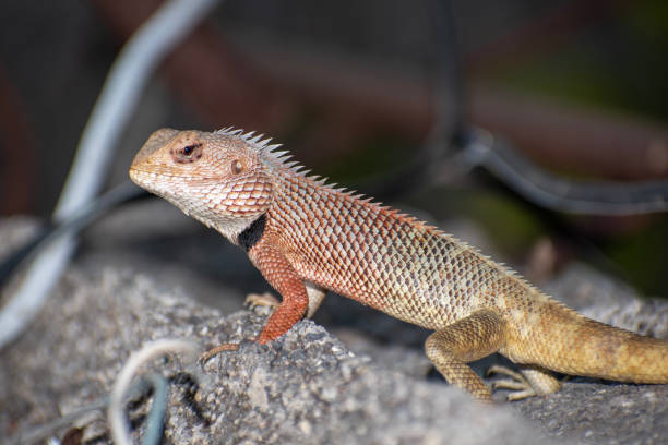 istock The oriental garden lizard, also called the eastern garden lizard, Indian garden lizard 2152853938