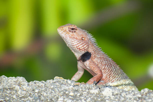 istock The oriental garden lizard, also called the eastern garden lizard, Indian garden lizard 2152854012