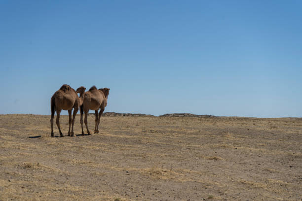 istock Two camels standing in a desert 2152854473