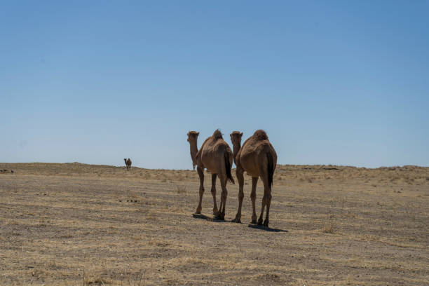 istock Two camels standing in a desert with a blue sky in the background 2152854479