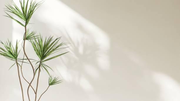 istock Green tropical dracaena tree plant in sunlight, soft shadow on beige white wall room 2152856261