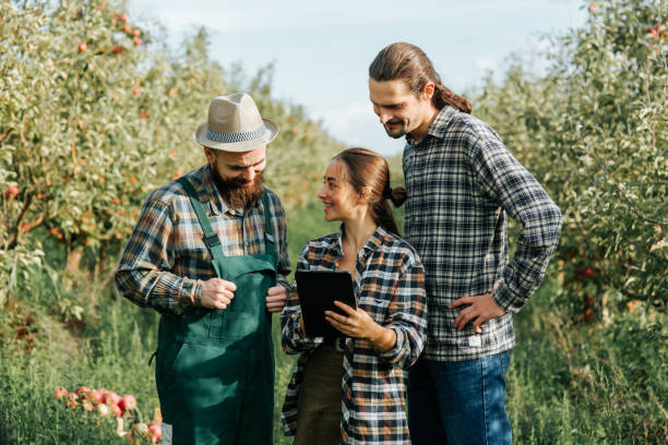 in apple orchard are three young farmers looking into the tablet in the hands of the girl smiling Front view in apple orchard are three young farmers looking into the tablet in the hands of the girl smiling. The family of farmers decides things, checks the quantity of the crop and its quality. apple orchard family stock pictures, royalty-free photos & images