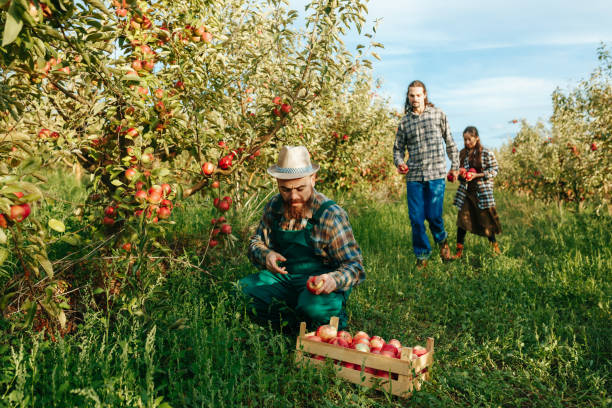 istock 3 young farmers one squats pick apple from tree put box two more bring fruit other trees 2152858706