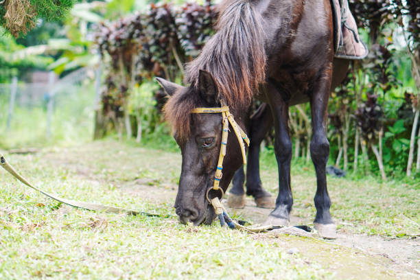 istock Brown pony grazing on the farm 2152859347