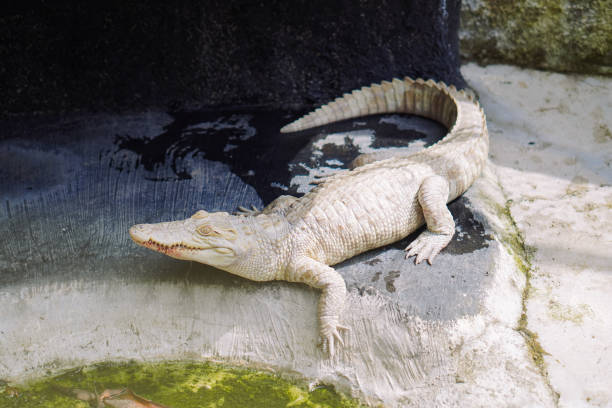 istock High angle view of lizard on rock - albino 2152859574