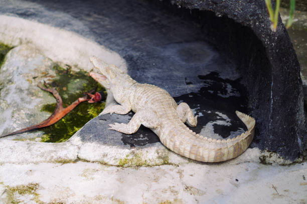 istock High angle view of lizard on rock - albino 2152859631