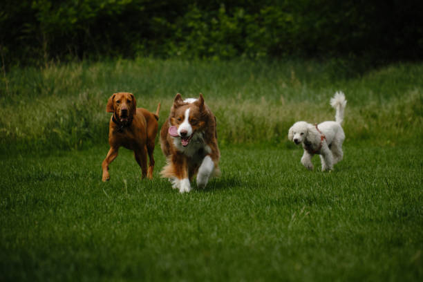 istock Three dogs standing in a green spring field. Brown fluffy Australian Shepherd, white small poodle and Hungarian Vizsla during a walk in the summer park. 2152860998