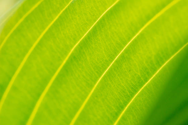 Greenery background, green color of nature plant and leaf environment greenery concept
