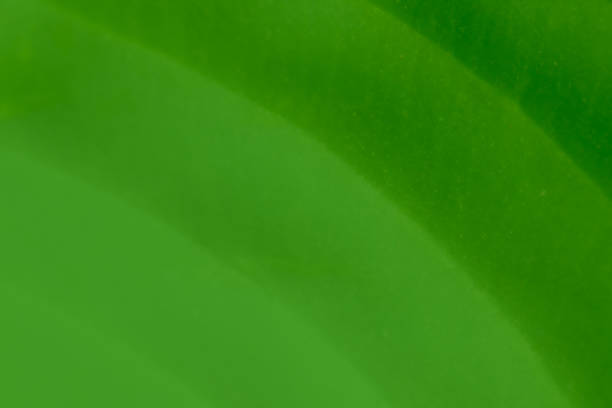 deep dark green abstract background with golden lines, texture green background with gradient